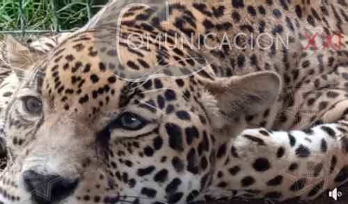Video: Rescatan jaguar en San Gaspar Tlahuelipan, Metepec